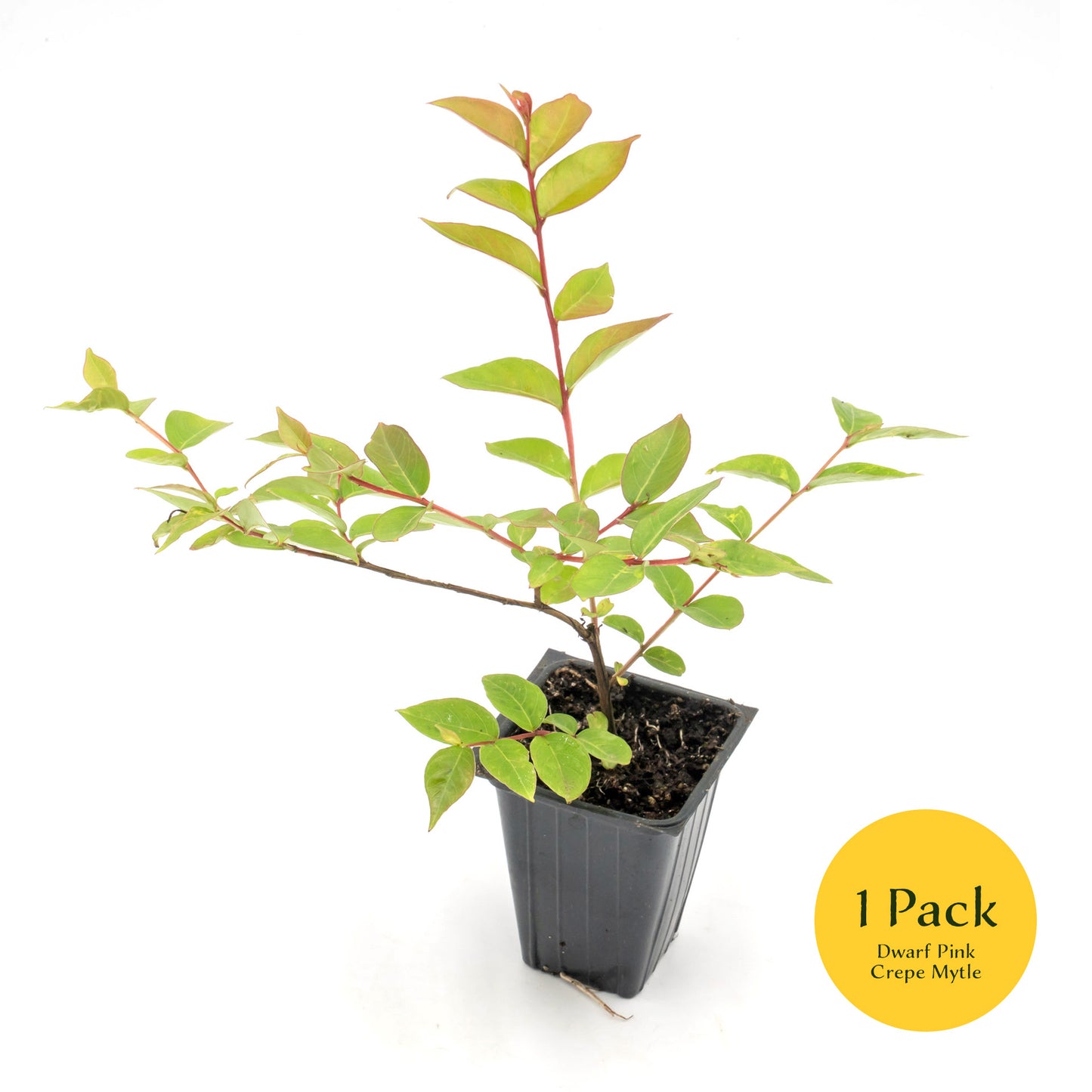 Dwarf Pink Crepe Myrtle Tree | Live Sapling in 2.5 Inch Nursery Cube | Lagerstroemia indica
