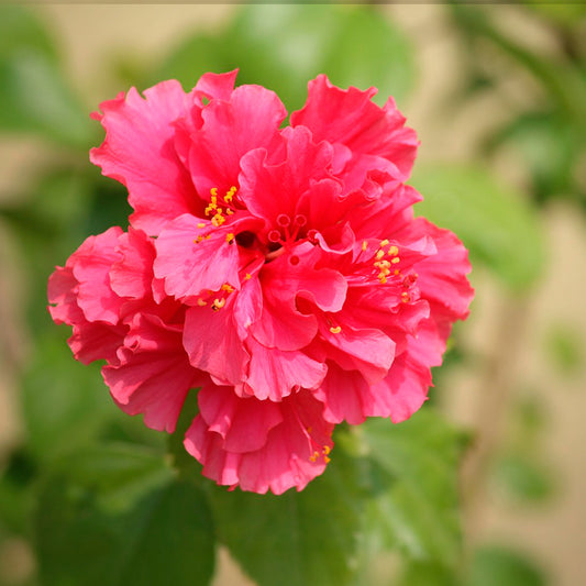 Kona Hibiscus | Live Plant in 2.5 Inch Nursery Cube | Hibiscus rosa-sinensis Hybrid