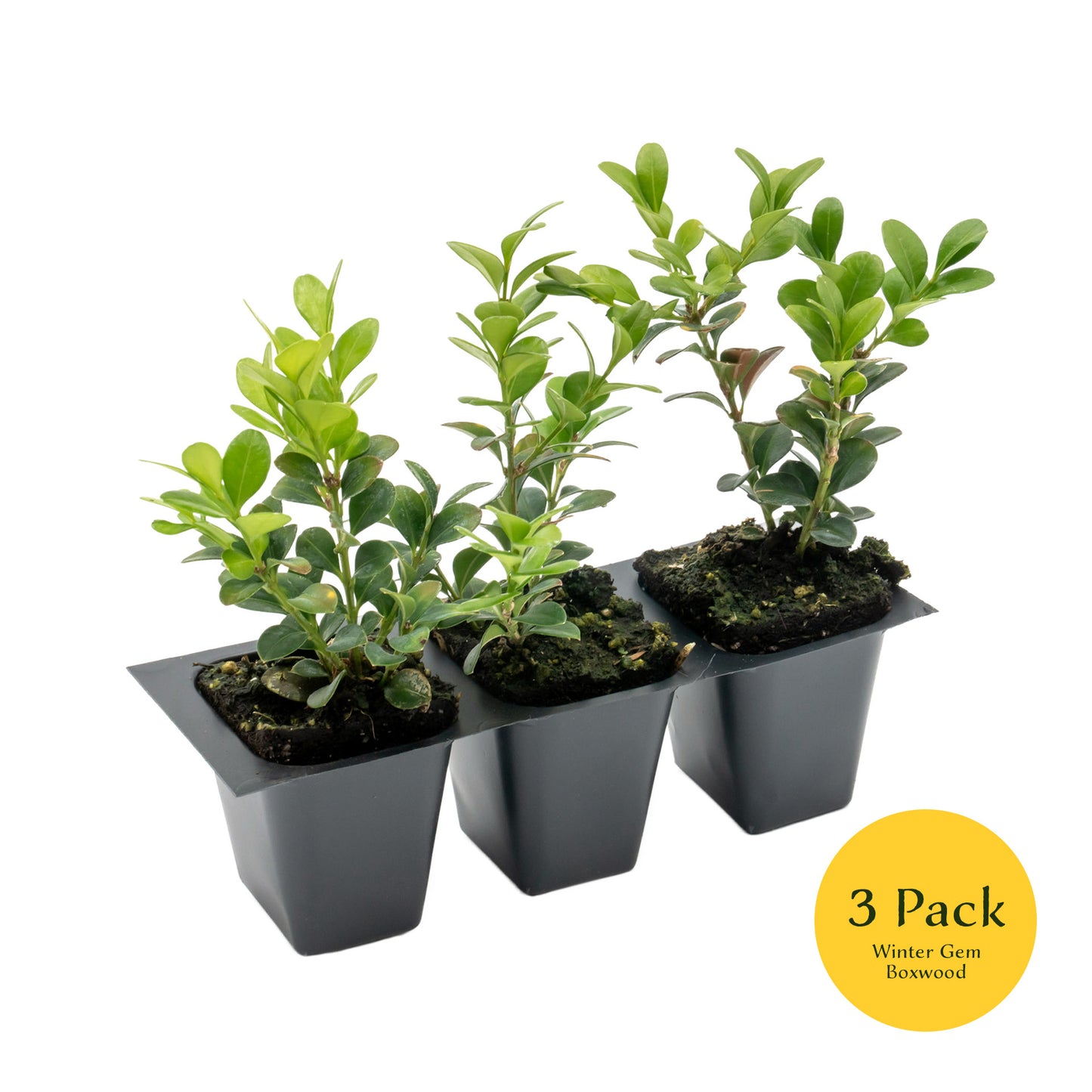 Winter Gem Boxwood | Live Plant in 2.5 Inch Nursery Cube | Buxus microphylla VAR. Japonica