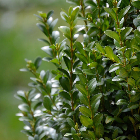 Green Mountain Boxwood | Live Plant in 2.5 Inch Nursery Cube | Buxus ‘Green Mountain’