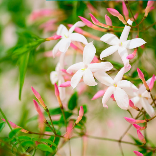 Pink Jasmine | Live Plant in 2.5 Inch Nursery Cube | Jasminum Polyanthum