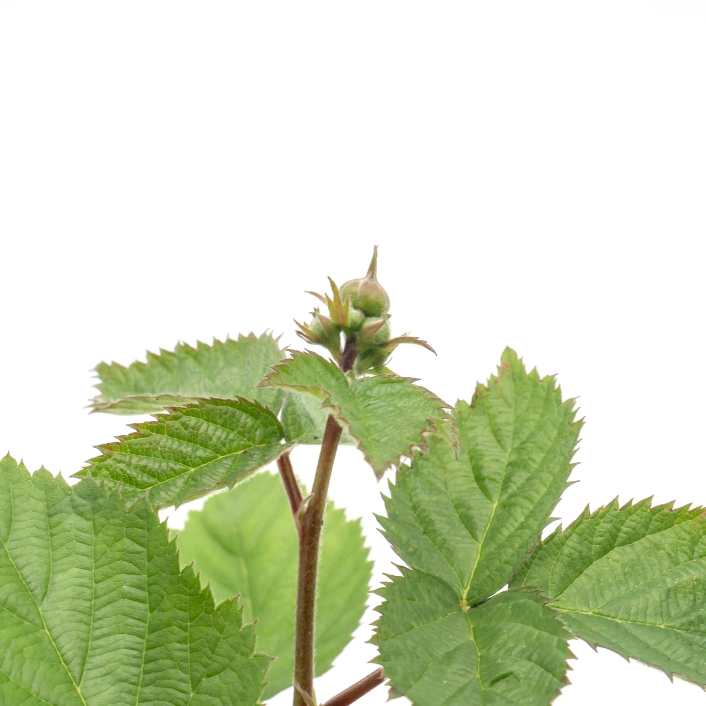 Triple Crown Thornless Blackberry | Live Plant in 4 Inch Nursery Pot | Rubus fruticosus 'Triple Crown'