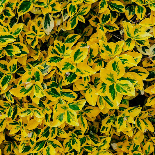 Golden Euonymus | Live Plant in 2.5 Inch Nursery Cube | Japonica ‘Aureo-Marginatus’