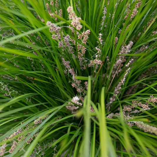 Lomandra Longifolia | Live Plant in 2.5 Inch Nursery Cube | Basket Grass
