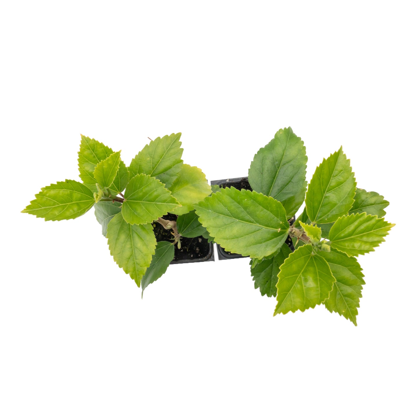 Kona Hibiscus | Live Plant in 2.5 Inch Nursery Cube | Hibiscus rosa-sinensis Hybrid