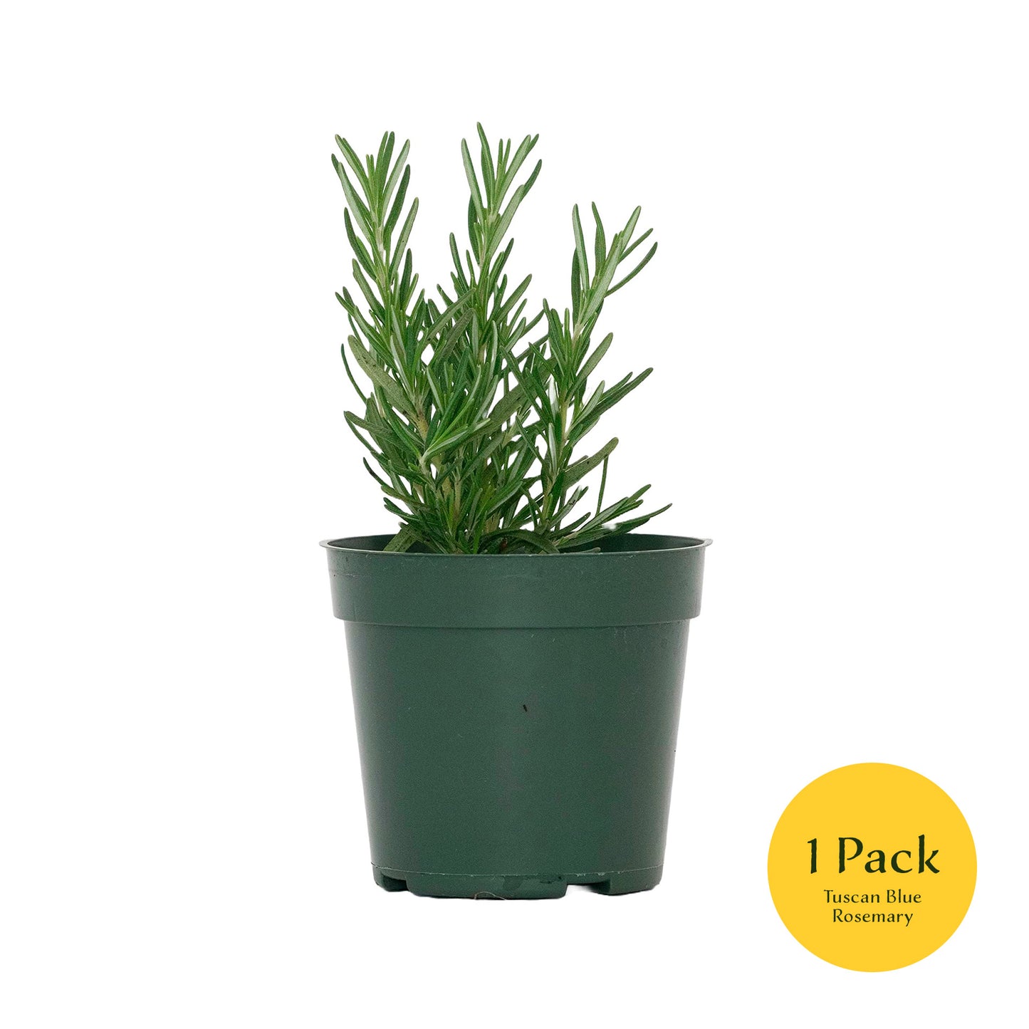 Tuscan Blue Rosemary | Live Herb in 4 Inch Nursery Pot | Rosmarinus officinalis