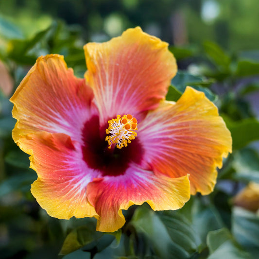 Santana Hibiscus | Live Plant in 2.5 Inch Nursery Cube | Hibiscus rosa-sinensis 'Santana'