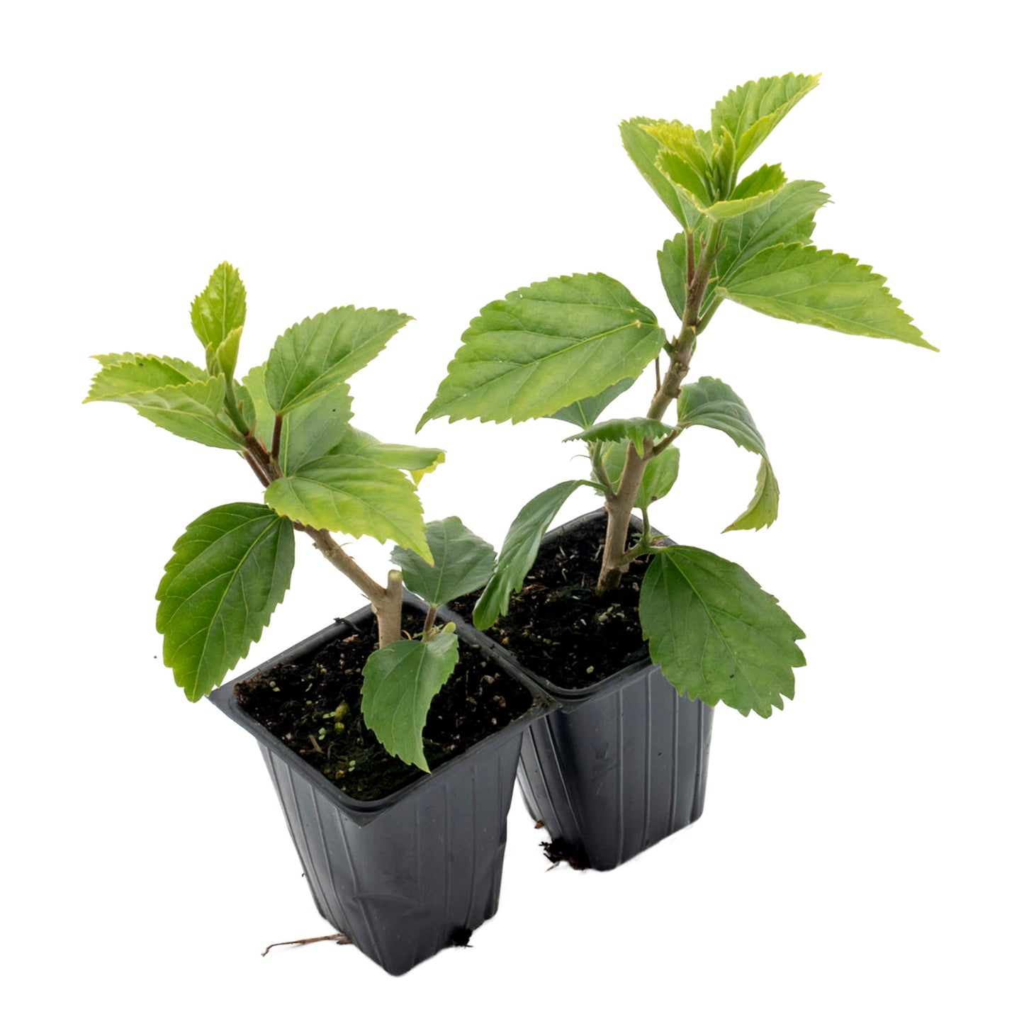 Kona Hibiscus | Live Plant in 2.5 Inch Nursery Cube | Hibiscus rosa-sinensis Hybrid