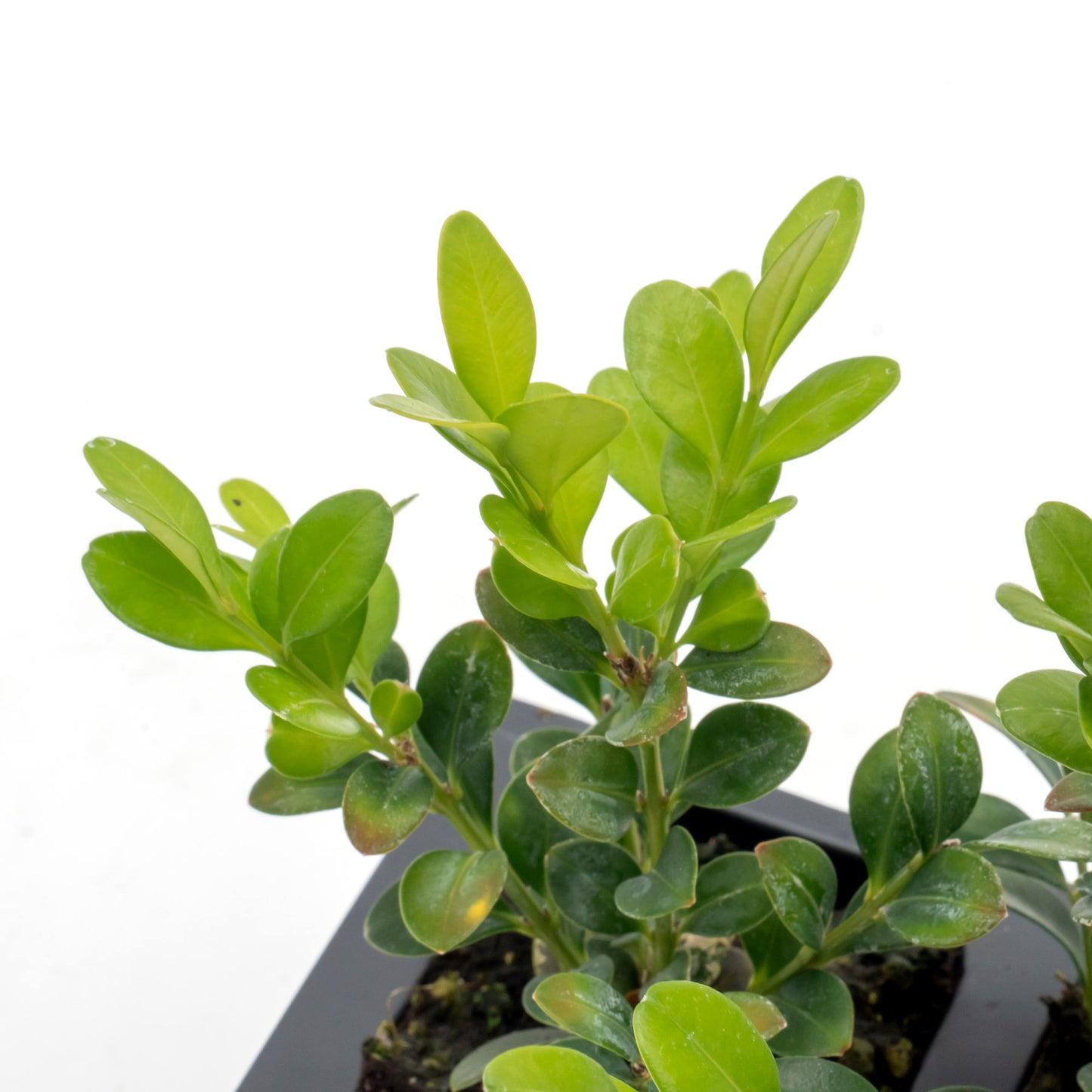 Winter Gem Boxwood | Live Plant in 2.5 Inch Nursery Cube | Buxus microphylla VAR. Japonica