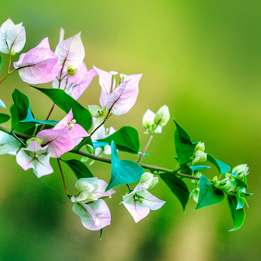 Imperial Thai Bougainvillea | Live Plant in 2.5 Inch Nursery Cube | Bougainvillea 'Imperial Thai Delight'