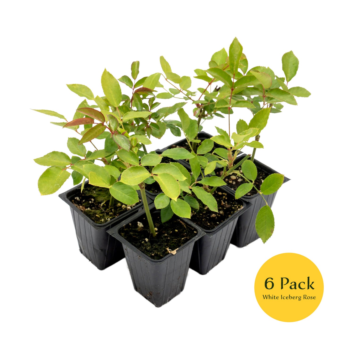 White Iceberg Rose | Live Plant in 2.5 Inch Nursery Cube | Rosa 'KORbin'