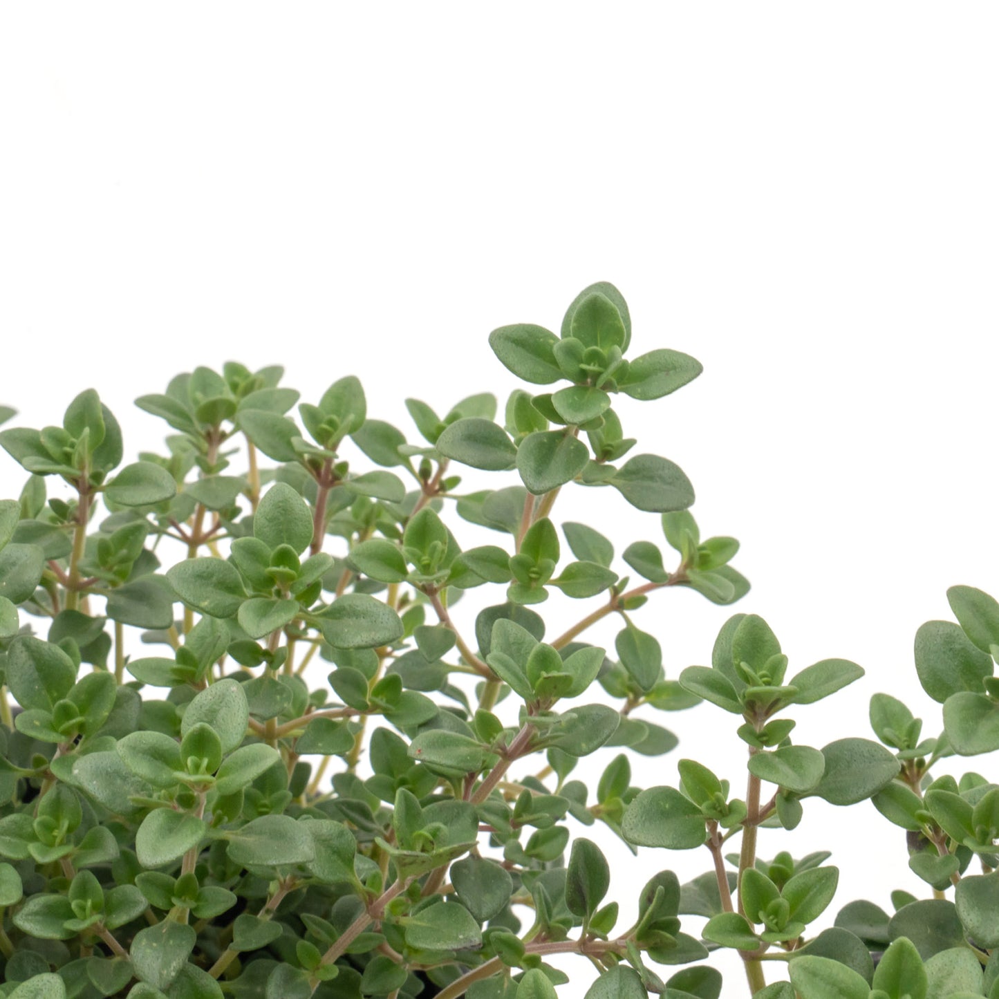 Lemon Thyme | Live Herb in 2.5 Inch Nursery Cube | Thymus Citriodorus