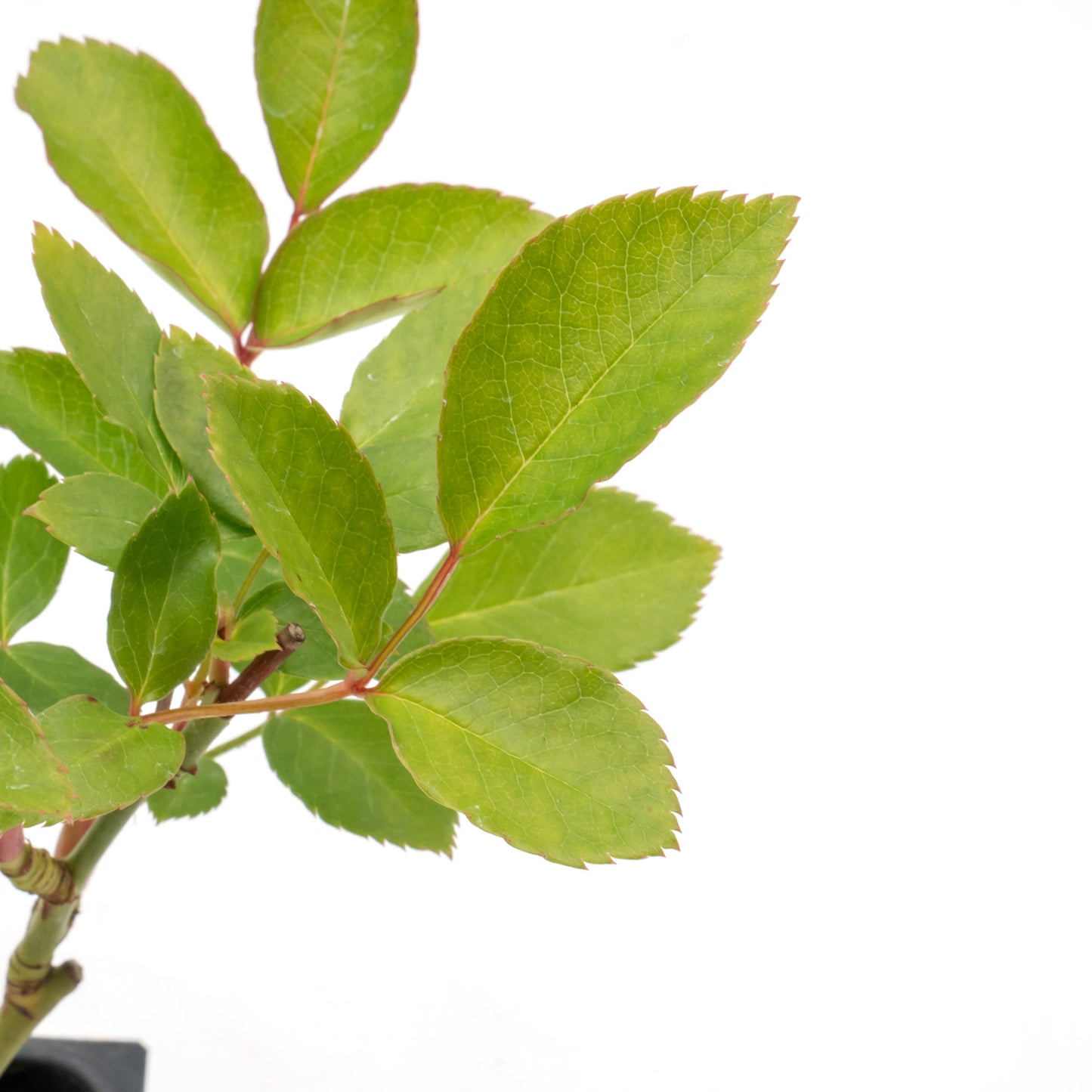 White Iceberg Rose | Live Plant in 2.5 Inch Nursery Cube | Rosa 'KORbin'