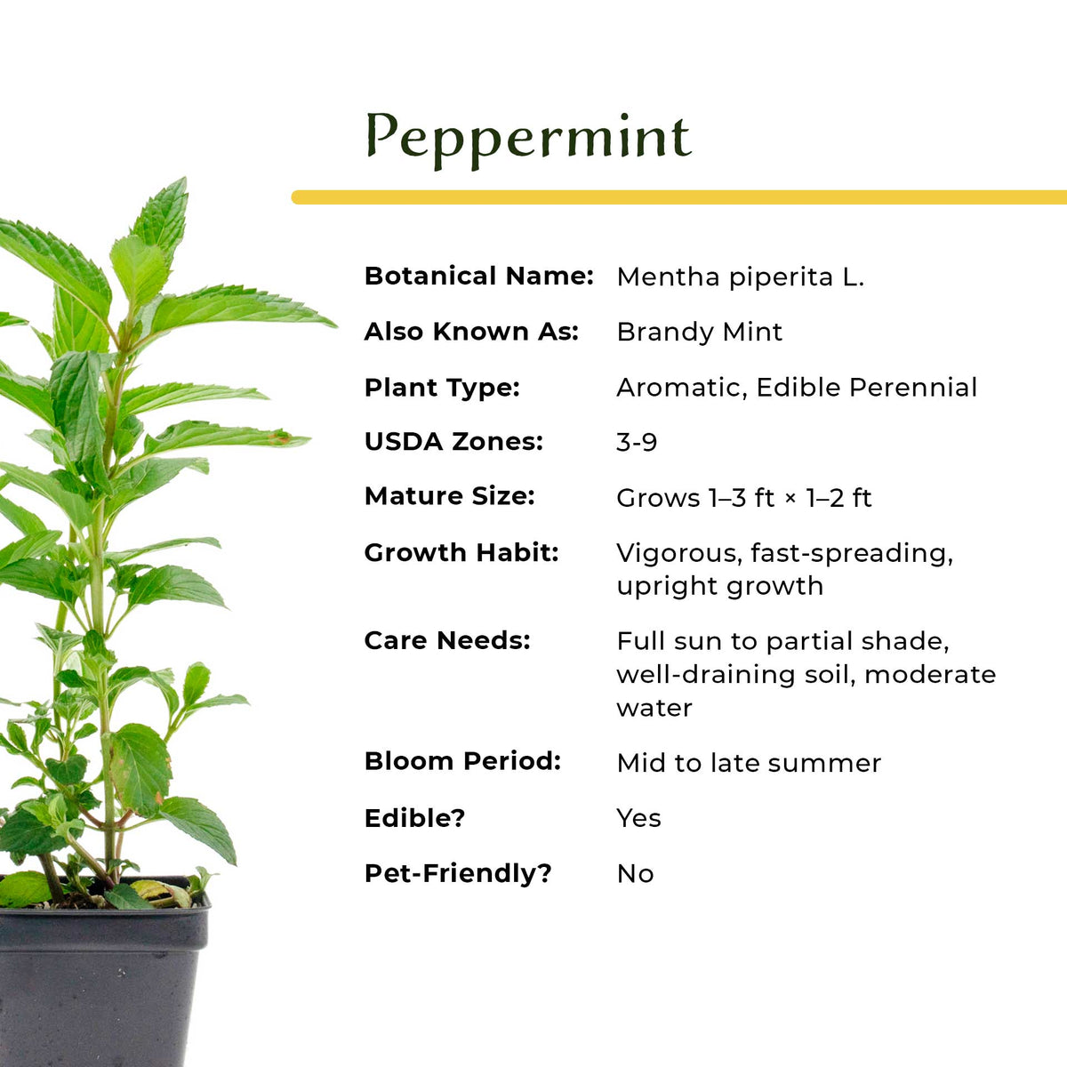 2 Peppermint Plants – Fragrant Edible Perennial Herb for Fresh Tea, Cooking & Easy Growing in Containers & Herb Gardens (Mentha piperita L.)