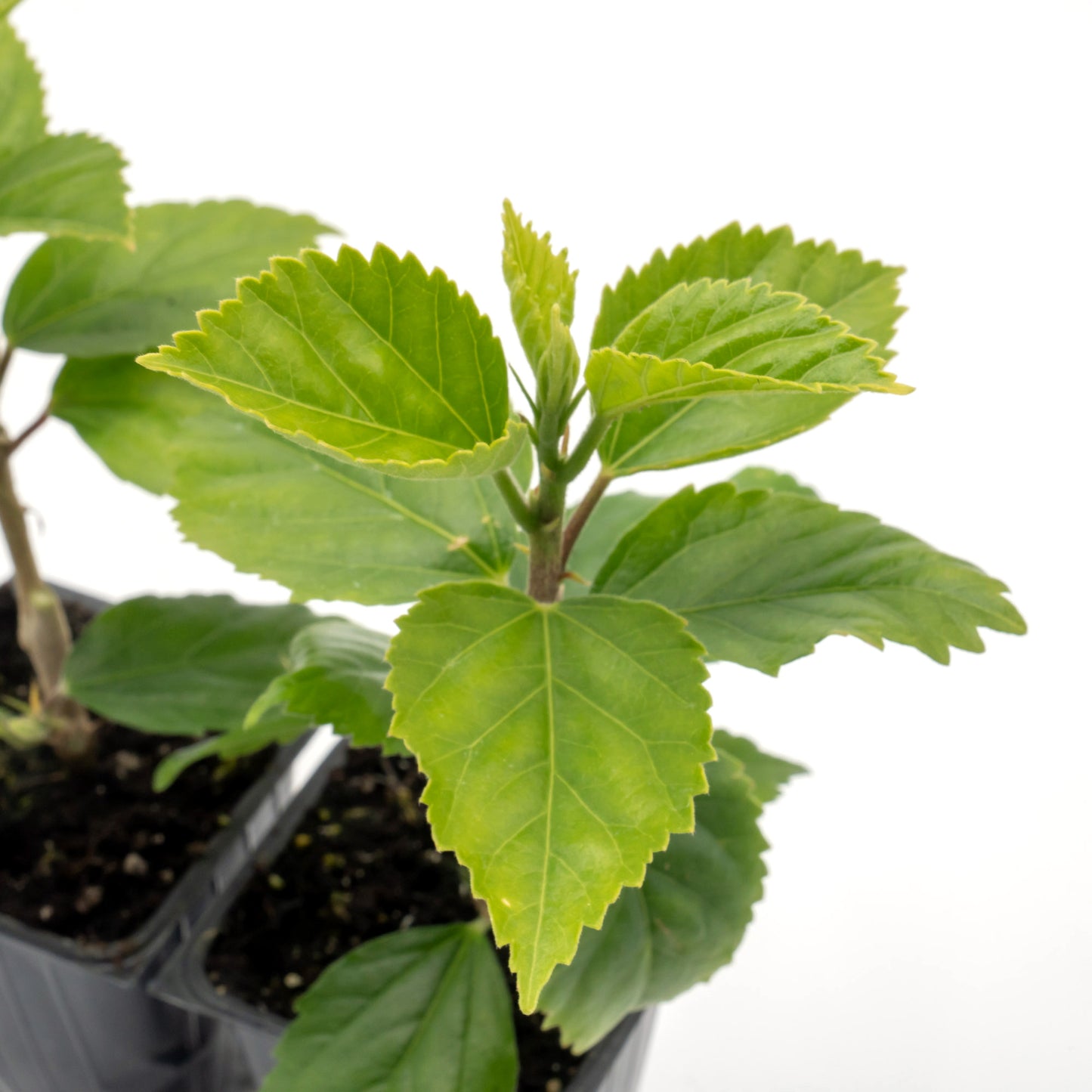 Kona Hibiscus | Live Plant in 2.5 Inch Nursery Cube | Hibiscus rosa-sinensis Hybrid