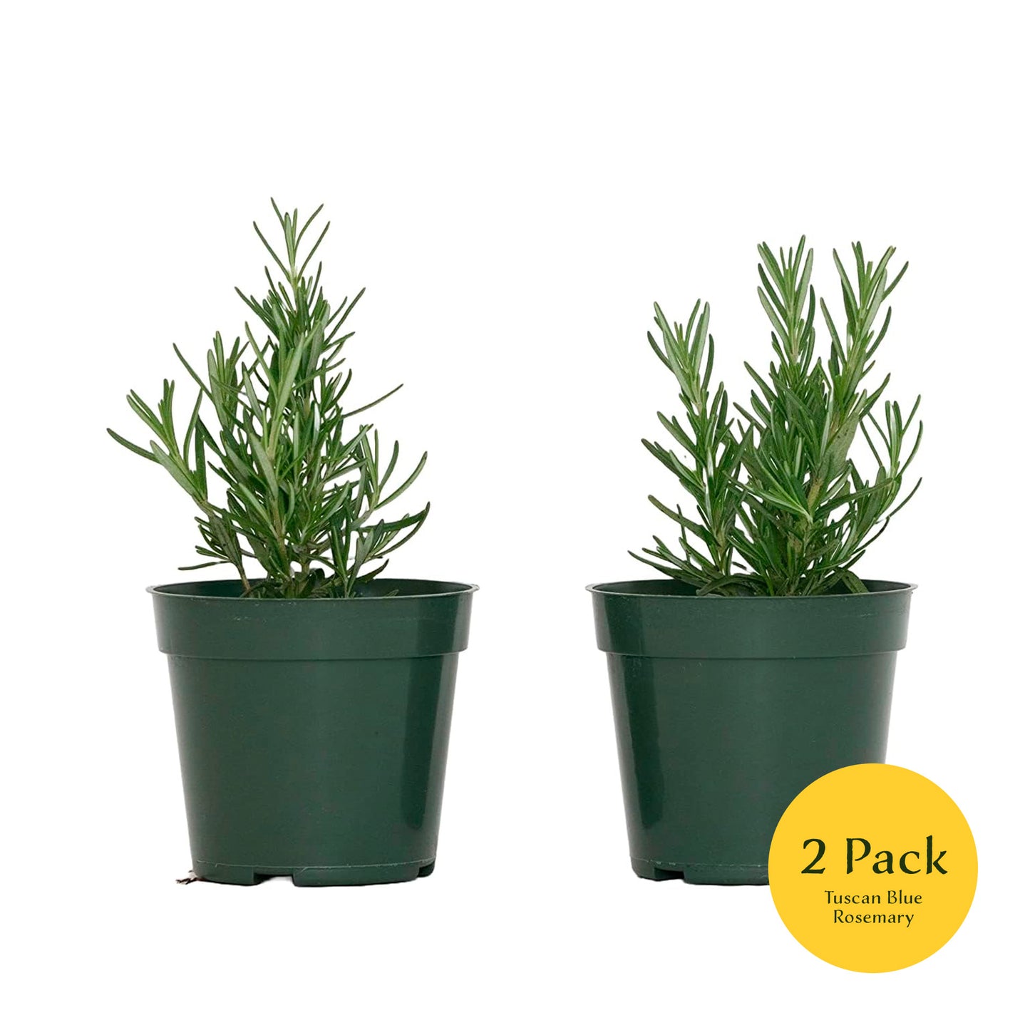 Tuscan Blue Rosemary | Live Herb in 4 Inch Nursery Pot | Rosmarinus officinalis