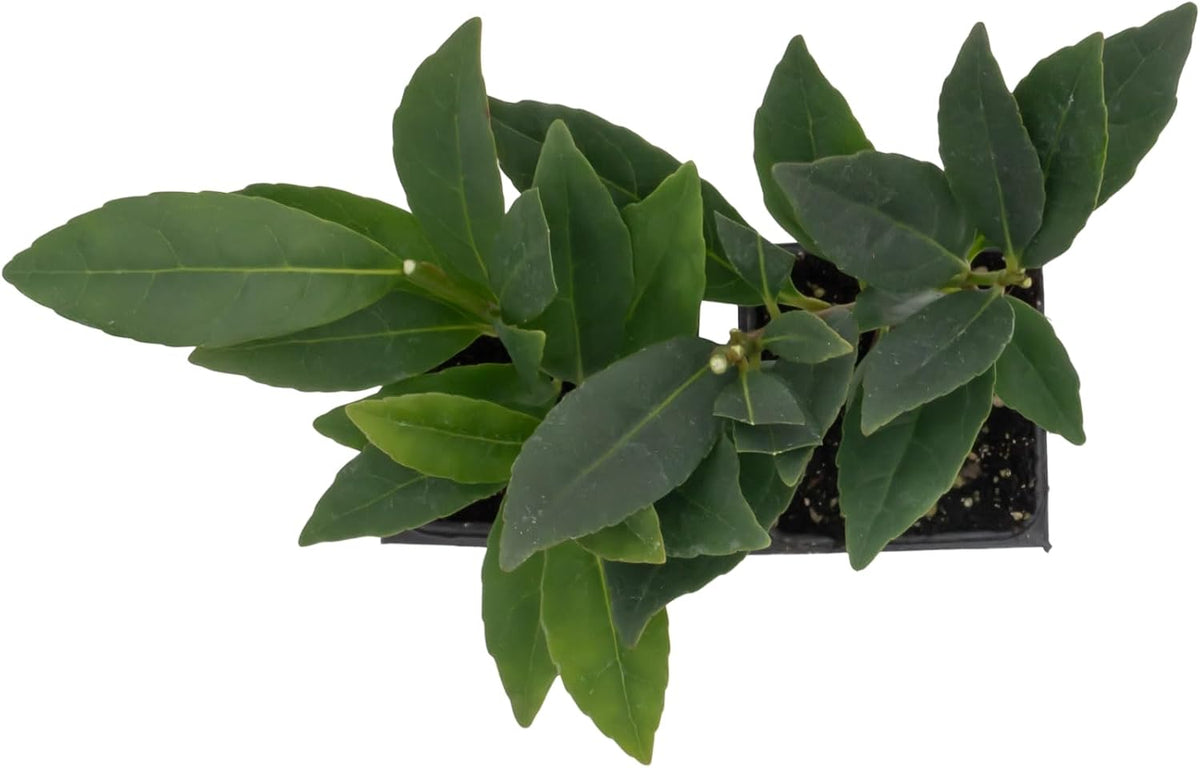 2 Japanese Blueberry Plants (Elaeocarpus Decipiens) – Evergreen Privacy Screens, Thriving in 2.5" Nursery Cubes