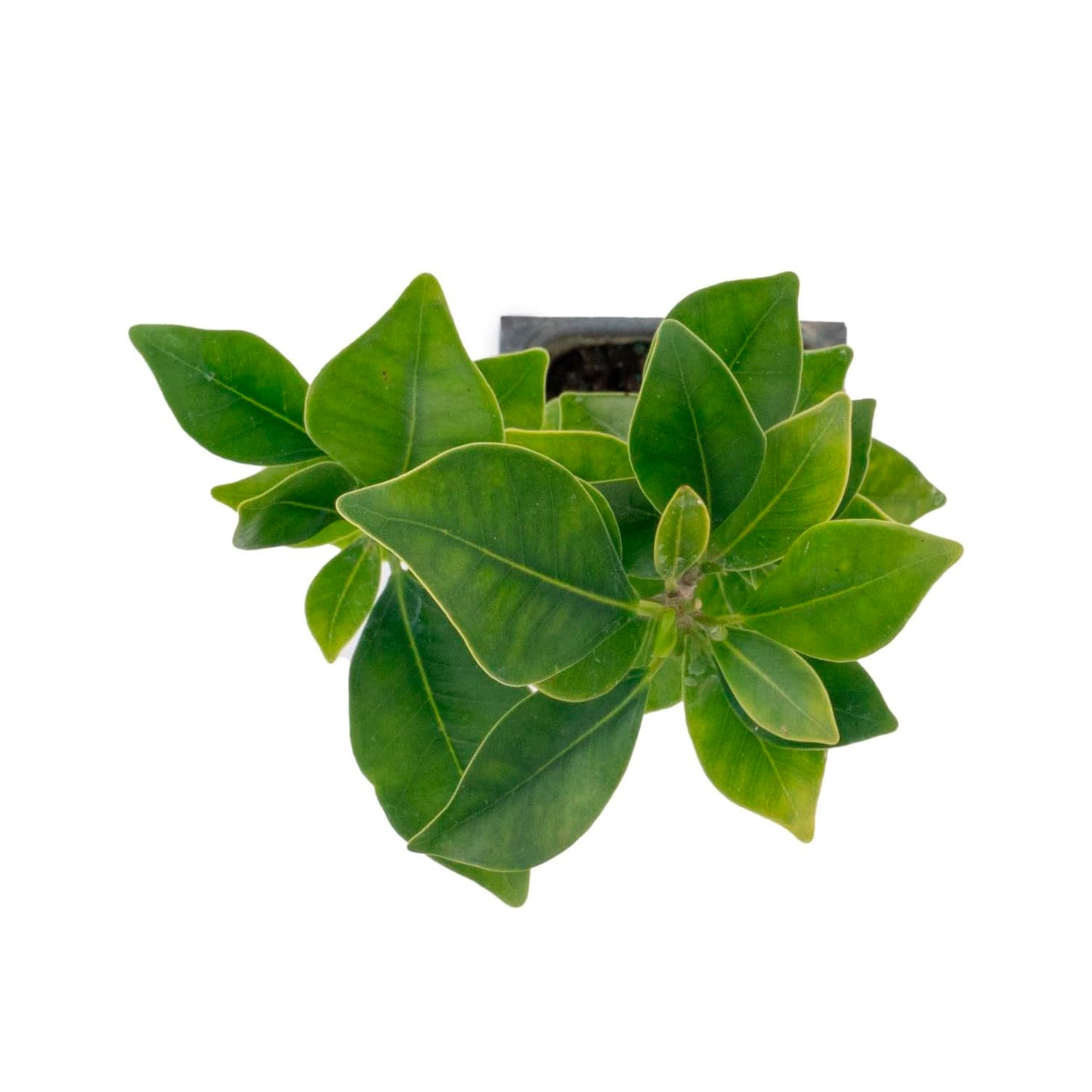Indian Laurel Fig Tree | Live Sapling in 2.5 Inch Nursery Cube | Ficus Nitida