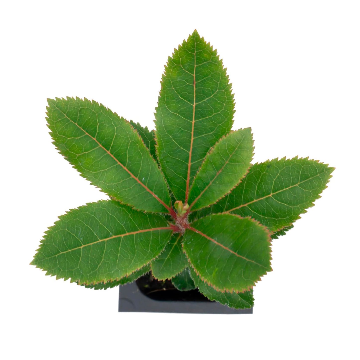 Strawberry Tree | Live Sapling in 2.5 Inch Nursery Cube | Arbutus Unedo