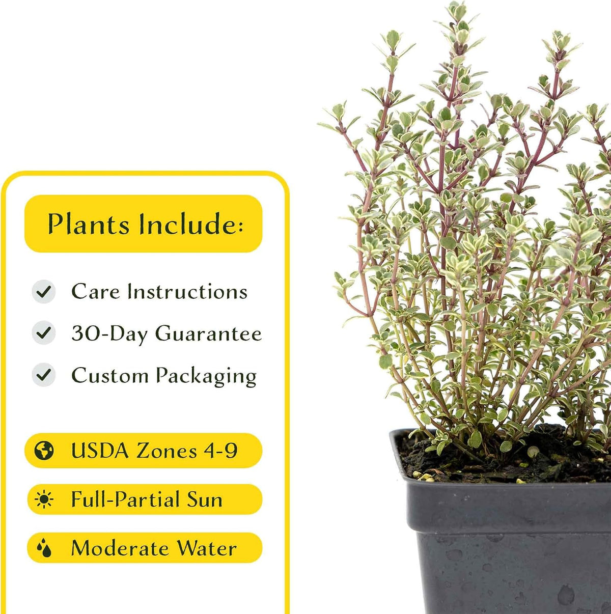 2 Silver Thyme Plants in 3.5” Cubes | Live Aromatic Evergreen Culinary Herb with Variegated Foliage | Fast-Growing Perennial Shrub for Cooking, Landscaping & Containers