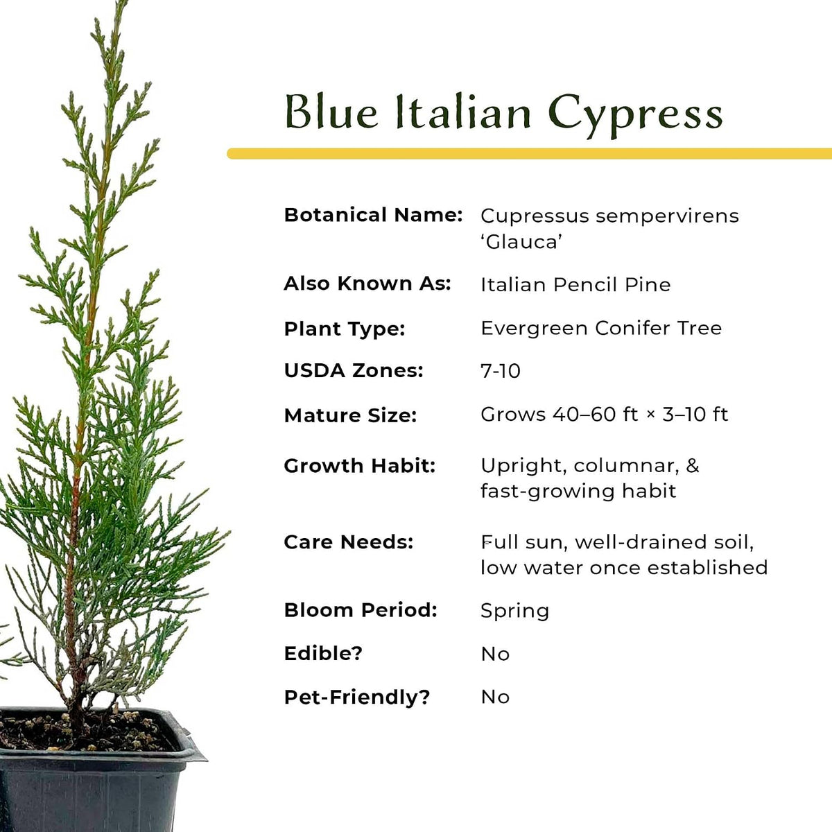 2 Blue Italian Cypress Tree – Fast-Growing Privacy Tree with Silvery-Blue Foliage, Narrow Columnar Evergreen for Screens & Hedge