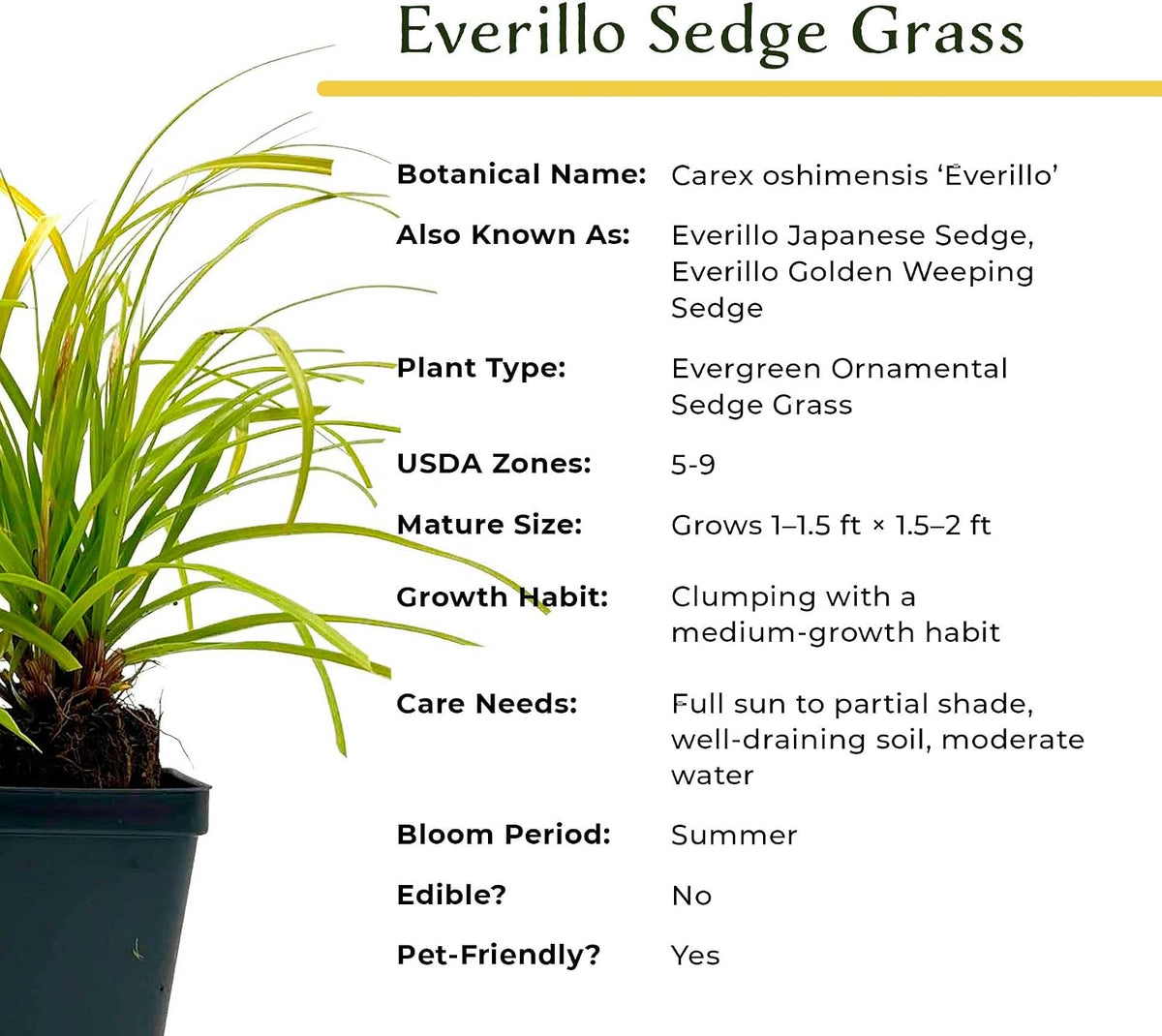 2 Everillo Sedge Grass – Evergreen Clumping Ornamental Grass with Arching Golden Foliage for Shade, Borders & Containers (Carex oshimensis ‘Everillo’) in 3.5″ Cubes, Live Plants