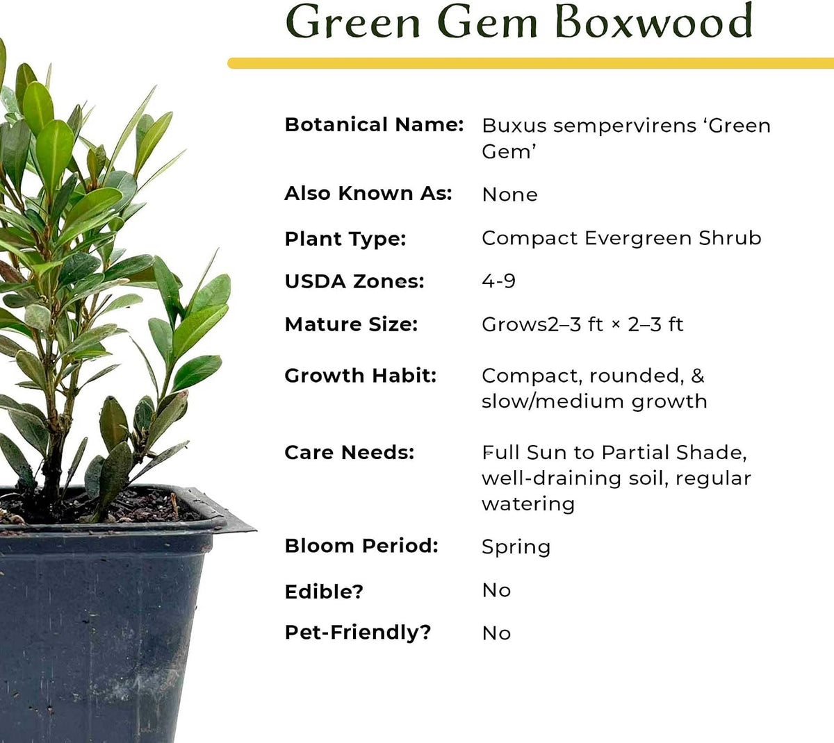 2 Green Gem Boxwood – Compact Rounded Evergreen Shrub for Low Hedges, Borders & Container Planting (Buxus sempervirens ‘Green Gem’) in 3.5″ Cubes, Live Plants