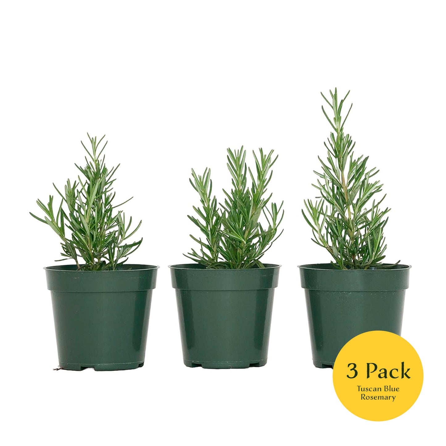 Tuscan Blue Rosemary | Live Herb in 4 Inch Nursery Pot | Rosmarinus officinalis