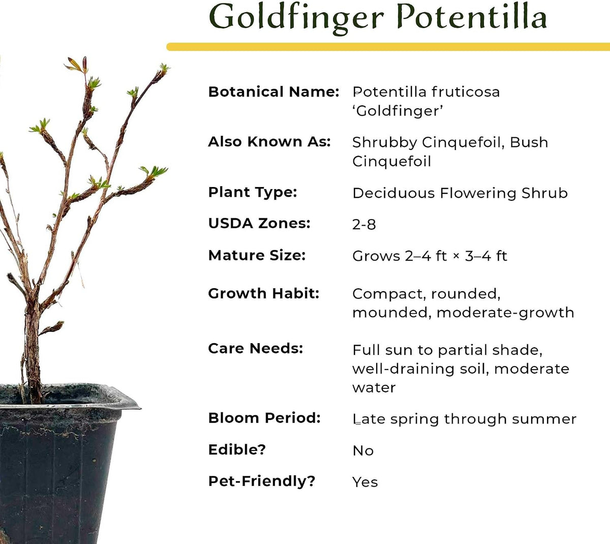 2 Goldfinger Potentilla – Compact Flowering Shrub with Golden Blooms for Borders, Accents & Containers (Potentilla fruticosa ‘Goldfinger’) in 3.5” Cubes, Live Plants