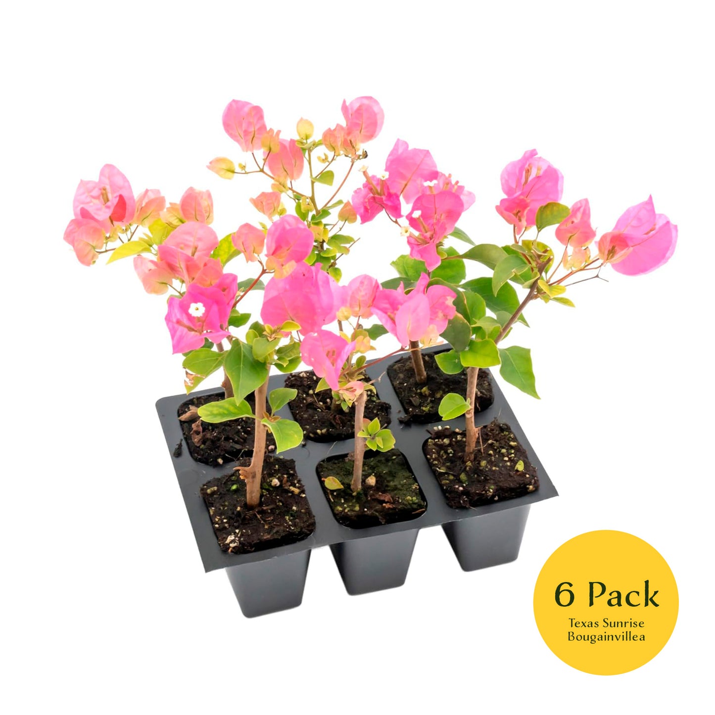 Texas Sunrise Bougainvillea | Live Plant in 2.5 Inch Nursery Cube | Bougainvillea 'Texas Sunrise'