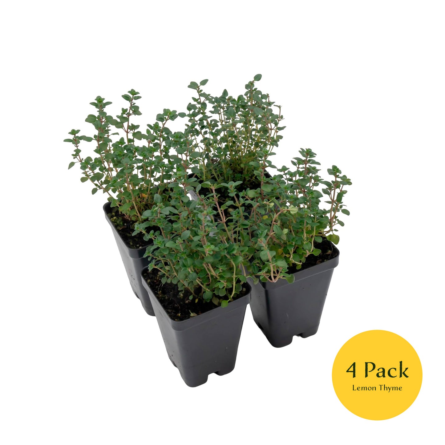 Lemon Thyme | Live Herb in 2.5 Inch Nursery Cube | Thymus Citriodorus