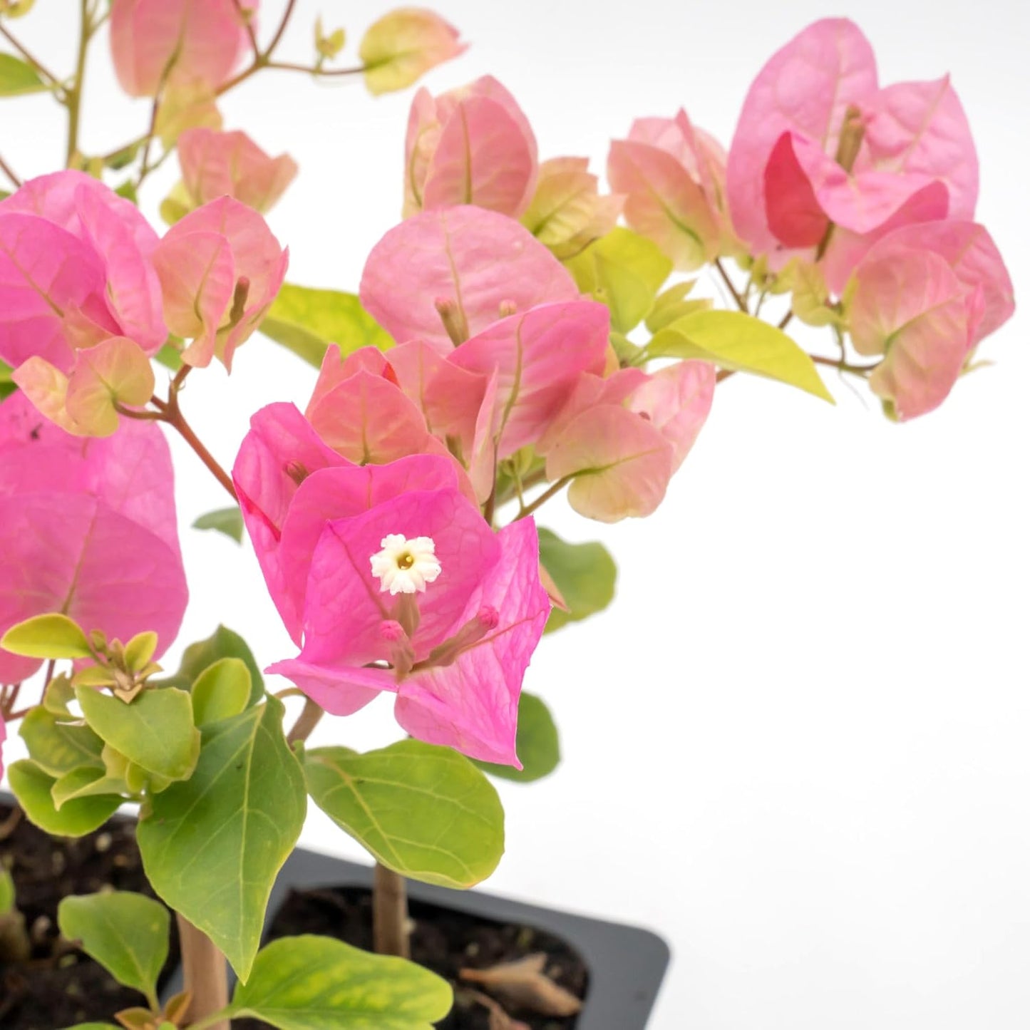 Texas Sunrise Bougainvillea | Live Plant in 2.5 Inch Nursery Cube | Bougainvillea 'Texas Sunrise'