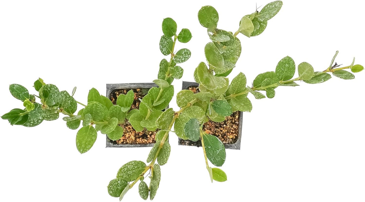 2 Green Carpet Natal Plum in 3.5" Nursery Cubes | Low-Growing Evergreen Groundcover for Landscapes, Slopes & Borders | Live Starter Plants
