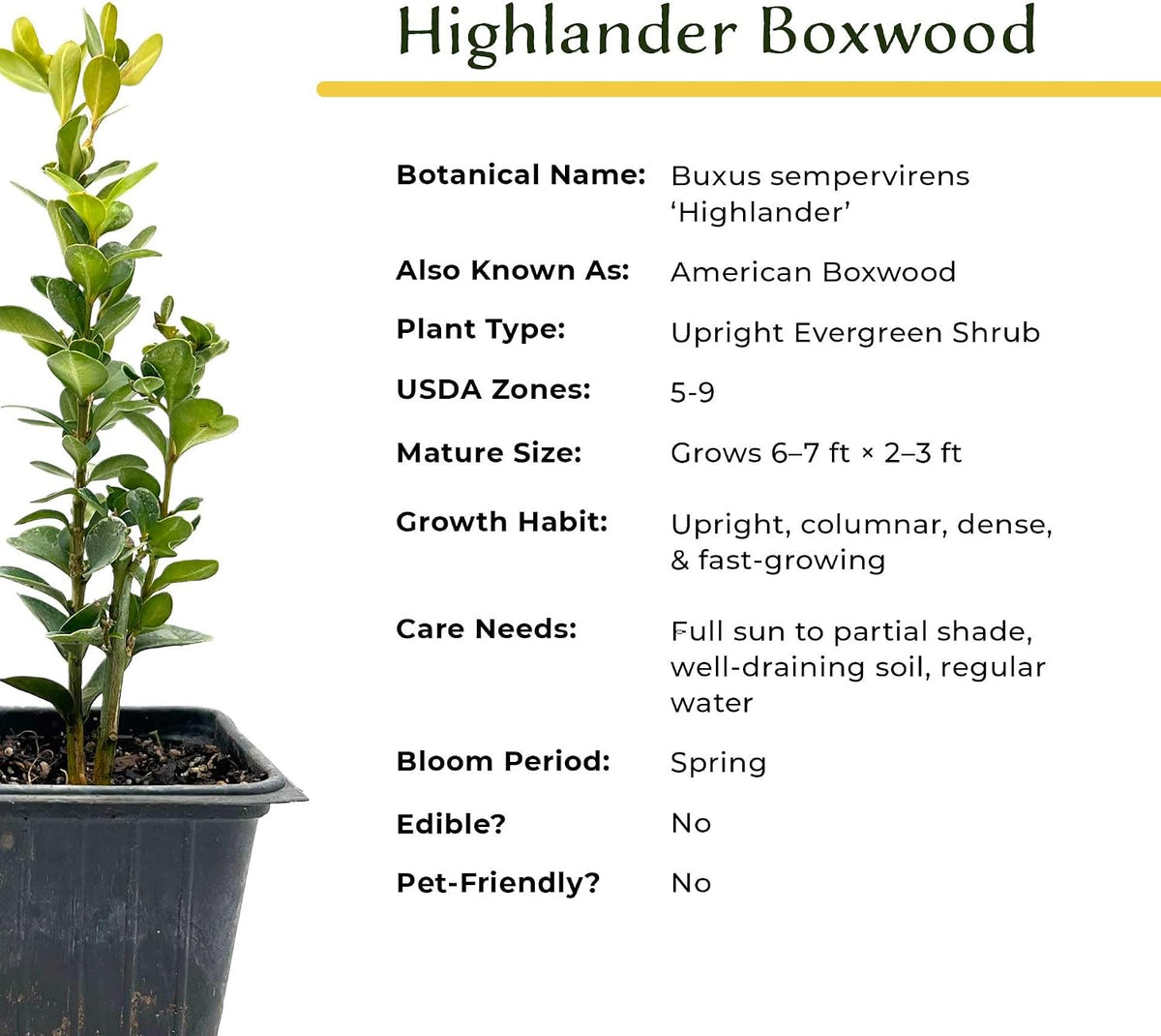 6 Highlander Boxwood – Fast-Growing Upright Evergreen Shrub for Privacy Hedges, Screens & Borders (Buxus sempervirens ‘Highlander’) in 3.5″ Cubes, Live Plants