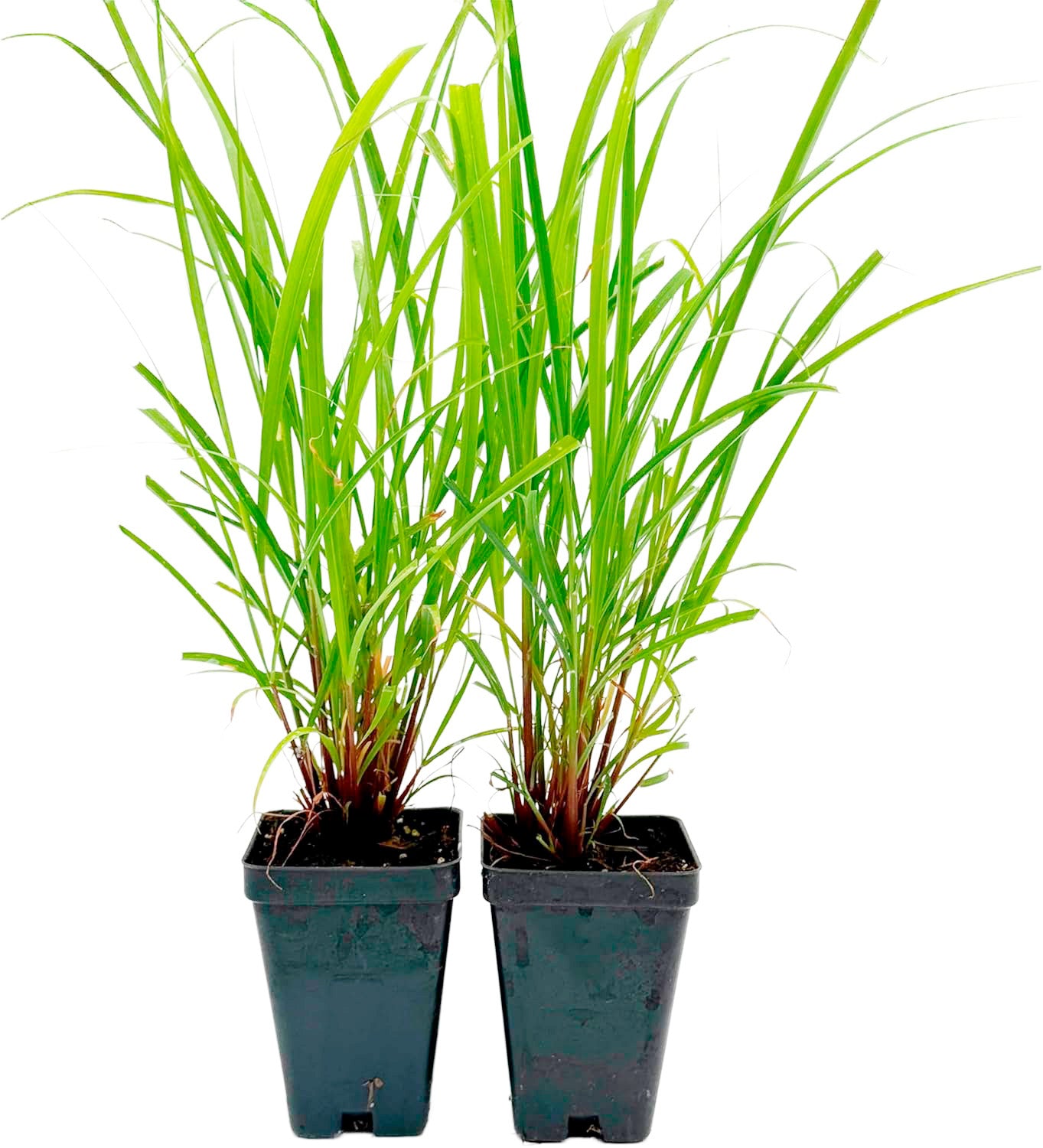 West Indian Lemongrass Starter | Live Herb in 2.5 Inch Nursery Cube | Cymbopogon Citratus