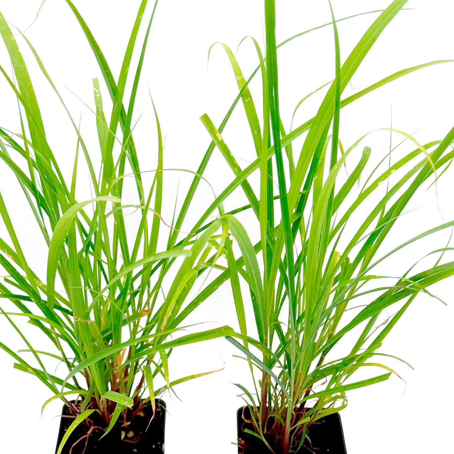 West Indian Lemongrass Starter | Live Herb in 2.5 Inch Nursery Cube | Cymbopogon Citratus