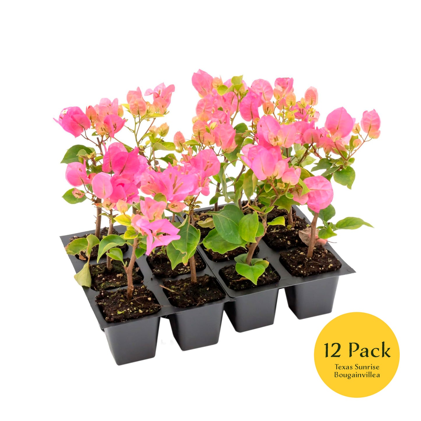 Texas Sunrise Bougainvillea | Live Plant in 2.5 Inch Nursery Cube | Bougainvillea 'Texas Sunrise'