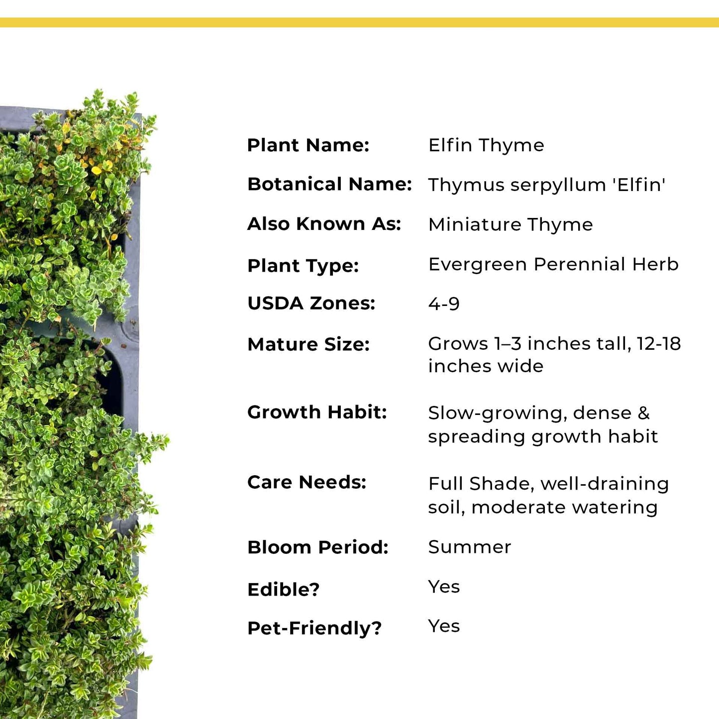 Elfin Thyme (Thymus serpyllum 'Elfin')