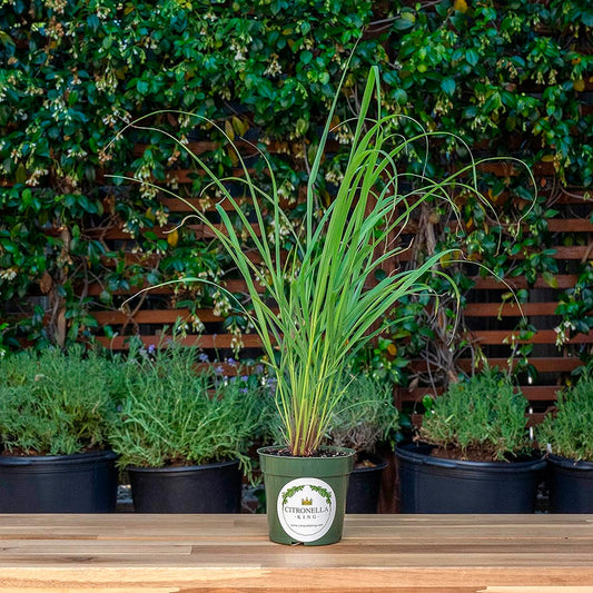 West Indian Lemongrass | Live Edible Herb in 4 Inch Nursery Pot | Cymbopogon Citratus