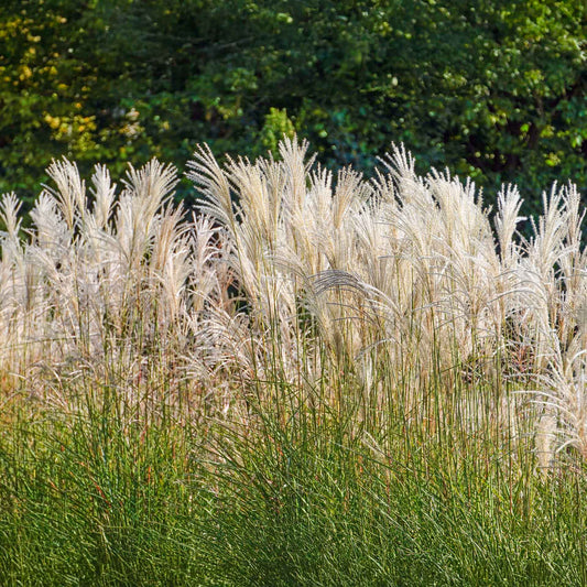 Adagio Maiden Grass (Miscanthus sinensis ‘Adagio’) in 2.5” Nursery Cubes