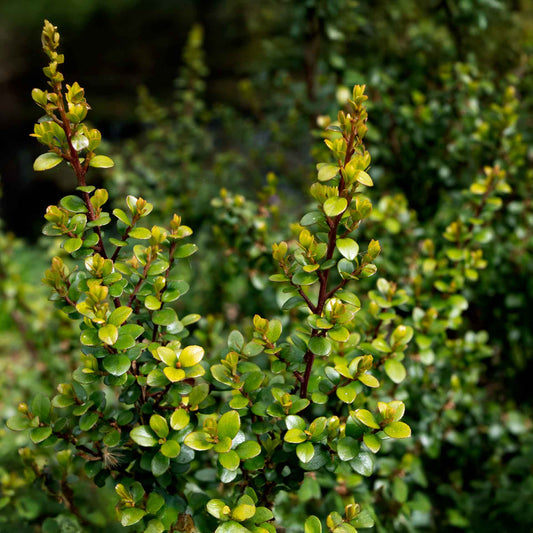 African Boxwood Myrsine (Myrsine africana) in 2.5” Nursery Cubes