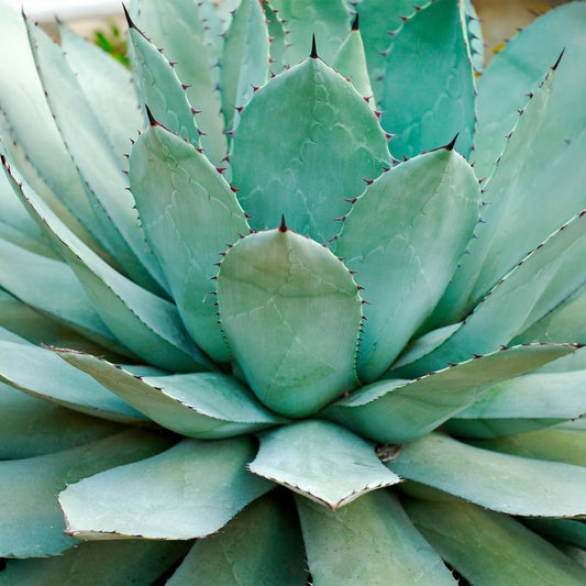 Parry's Agave | Live Succulent in 2.5 Inch Nursery Cube | Agave Parryi