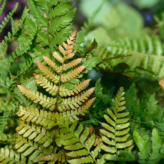 Autumn Fern in 3.5” Cubes (Dryopteris erythrosora ‘Autumn’)