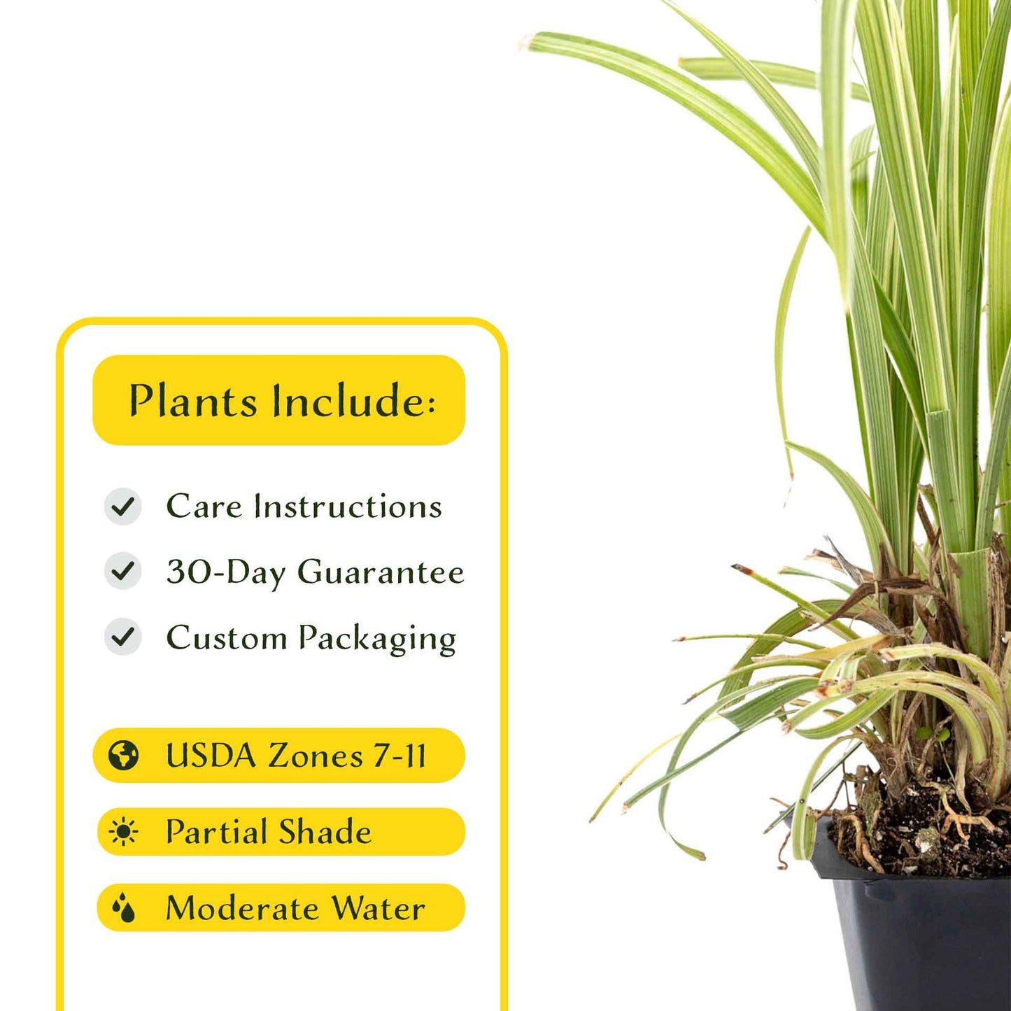 3 Aztec Grass, Live Plants in 2.5" Cubes (liriope Aztec Grass) Evergreen Ornamental Grass with Graceful Green-White Variegated Foliage