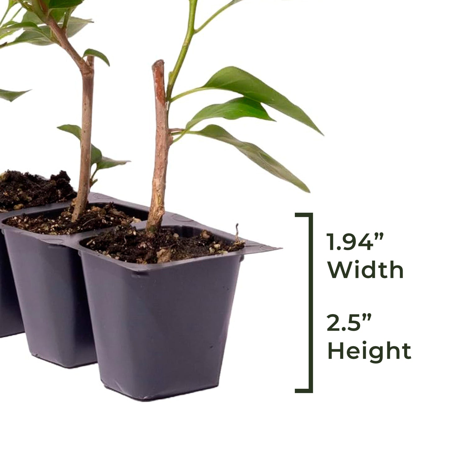 Barbara Karst Bougainvillea | Live Plant in 2.5 Inch Nursery Cube | Bougainvillea x buttiana 'Barbara Karst'