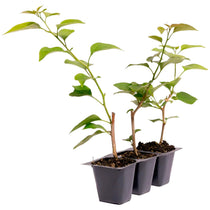 Barbara Karst Bougainvillea | Live Plant in 2.5 Inch Nursery Cube | Bougainvillea x buttiana 'Barbara Karst'