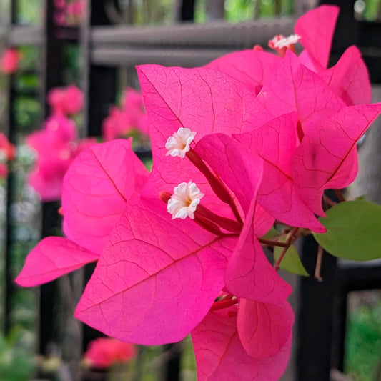 Barbara Karst Bougainvillea | Live Plant in 2.5 Inch Nursery Cube | Bougainvillea x buttiana 'Barbara Karst'
