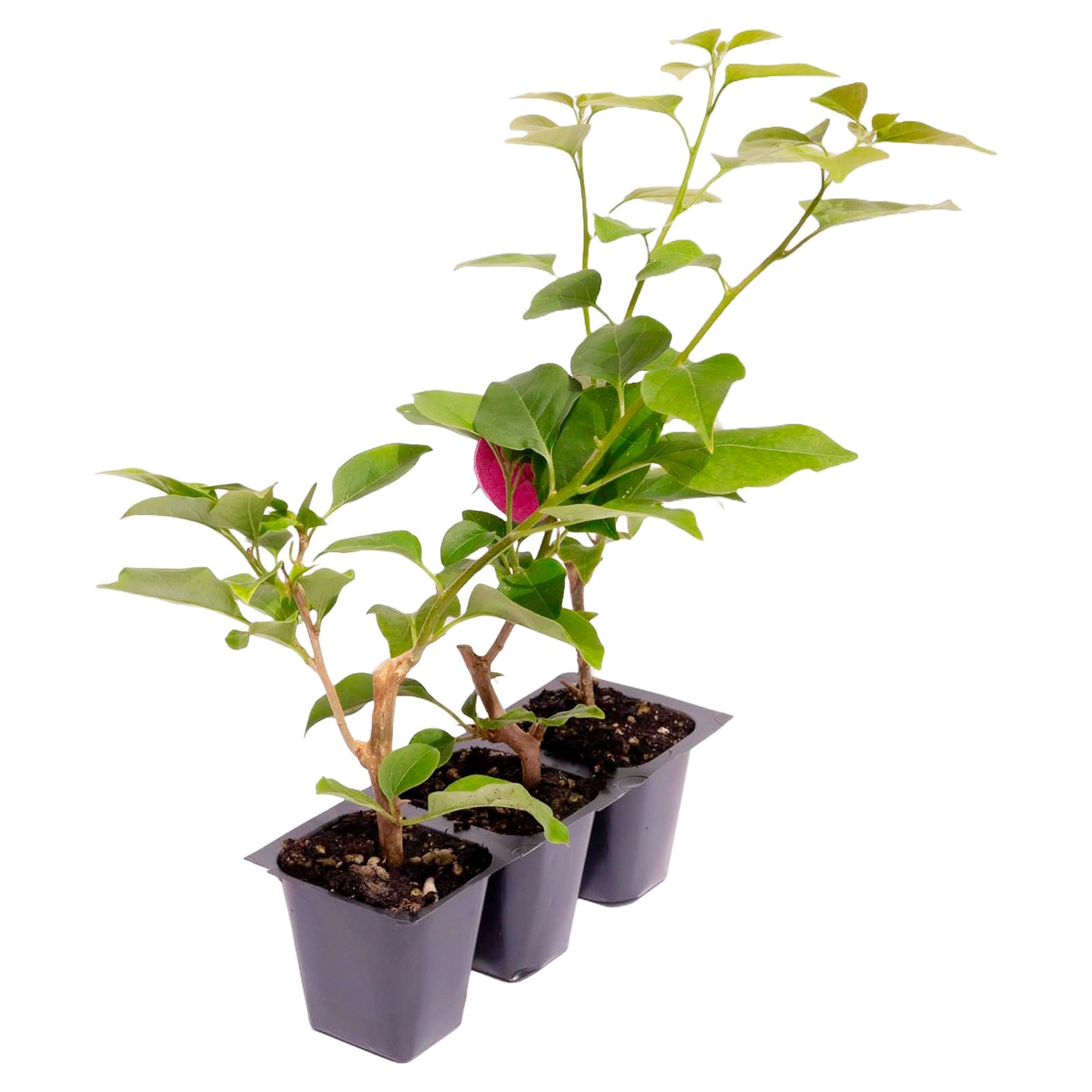 Barbara Karst Bougainvillea | Live Plant in 2.5 Inch Nursery Cube | Bougainvillea x buttiana 'Barbara Karst'