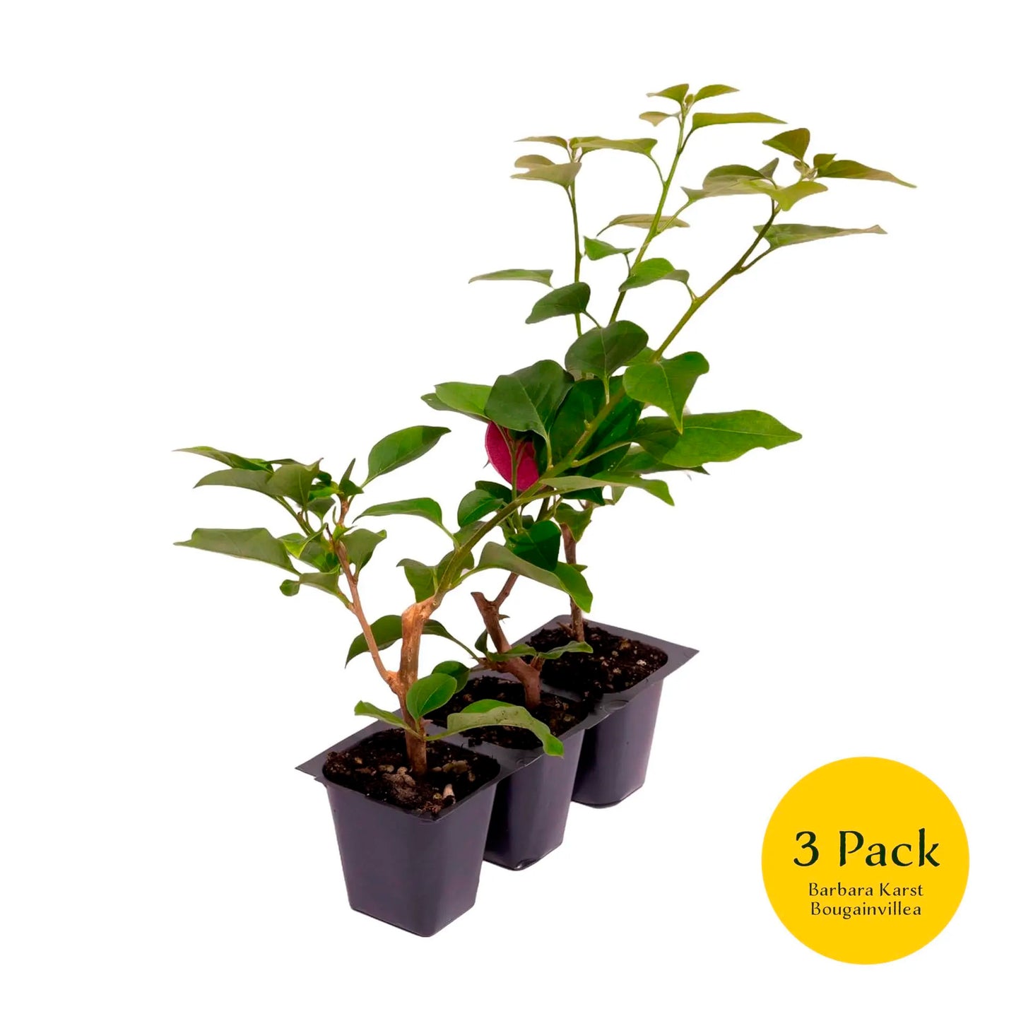 Barbara Karst Bougainvillea | Live Plant in 2.5 Inch Nursery Cube | Bougainvillea x buttiana 'Barbara Karst'