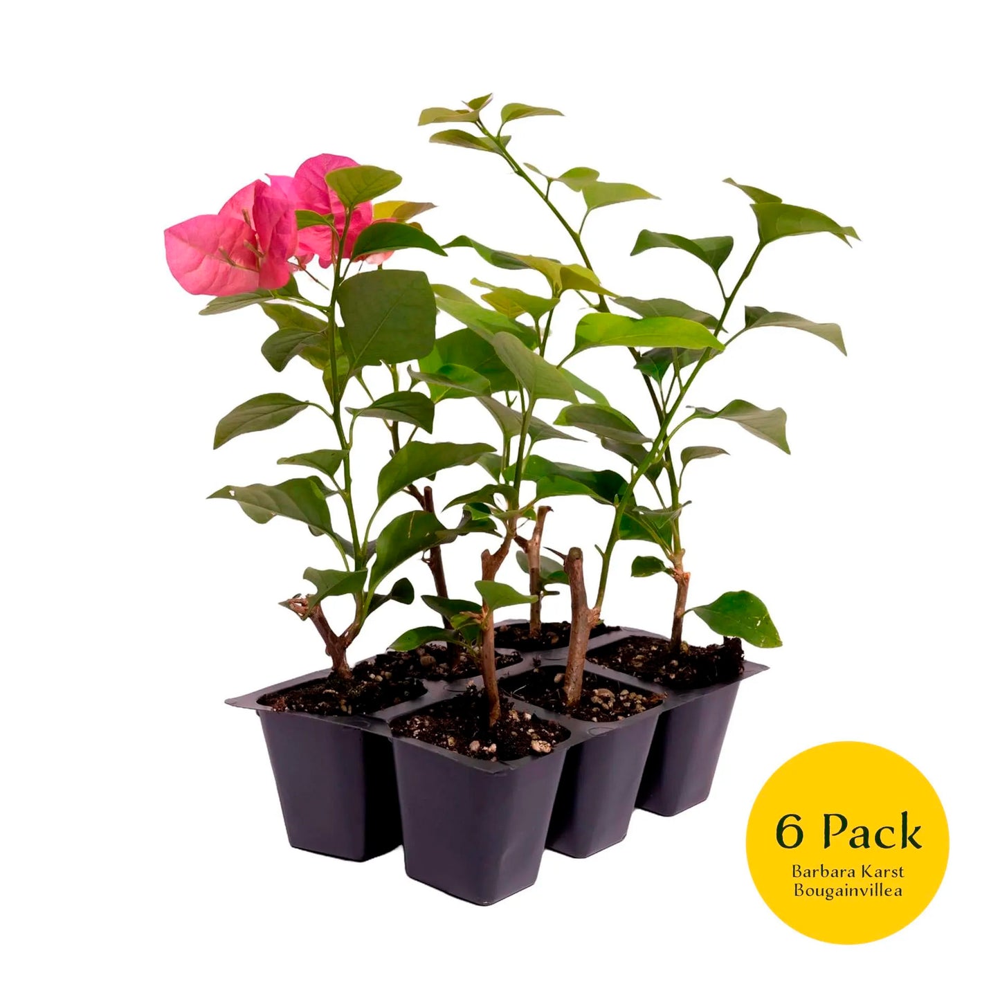 Barbara Karst Bougainvillea | Live Plant in 2.5 Inch Nursery Cube | Bougainvillea x buttiana 'Barbara Karst'